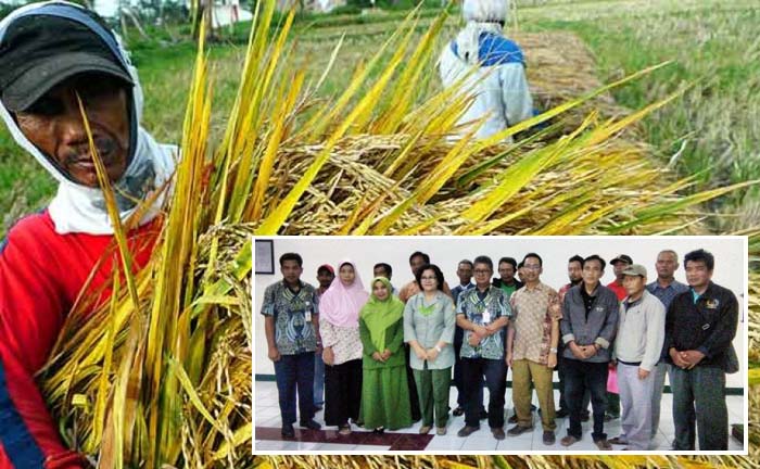 Sergap Cirebon, Pusluhtan Dukung BKP Kementan Capai Target Serap Gabah